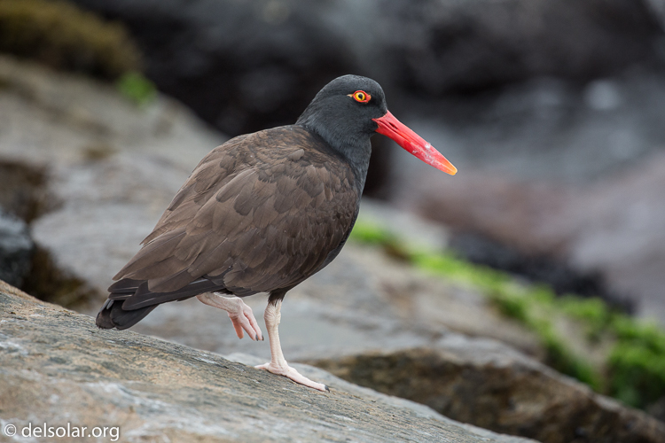 Canon EOS 5D Mark III  --  400 mm  --  EF100-400mm f/4.5-5.6L IS II USM  