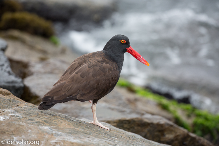 Canon EOS 5D Mark III  --  340 mm  --  EF100-400mm f/4.5-5.6L IS II USM  