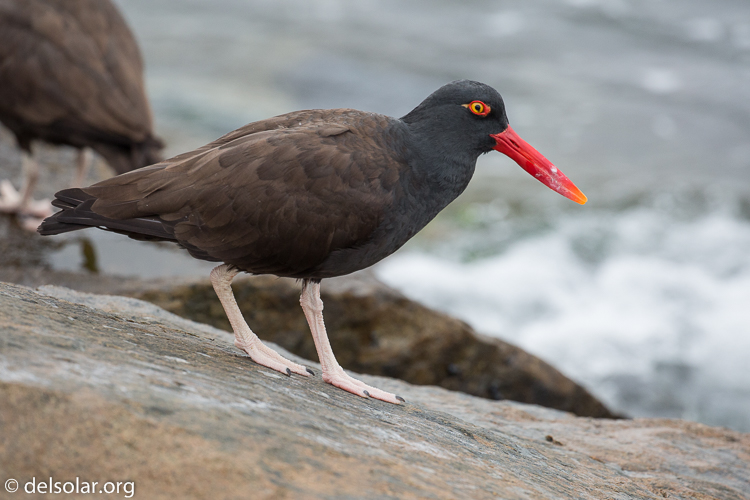 Canon EOS 5D Mark III  --  340 mm  --  EF100-400mm f/4.5-5.6L IS II USM  