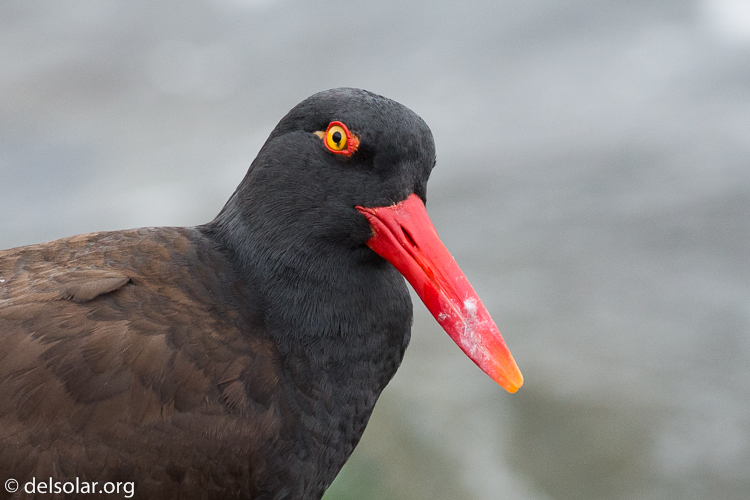 Canon EOS 5D Mark III  --  321 mm  --  EF100-400mm f/4.5-5.6L IS II USM  