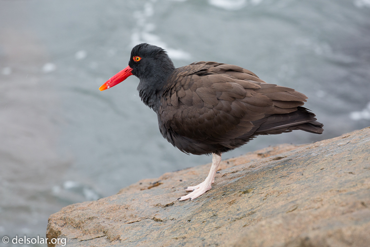 Canon EOS 5D Mark III  --  321 mm  --  EF100-400mm f/4.5-5.6L IS II USM  