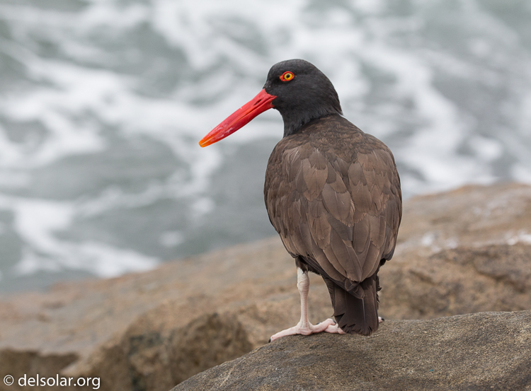 Canon EOS 5D Mark III  --  200 mm  --  EF100-400mm f/4.5-5.6L IS II USM  