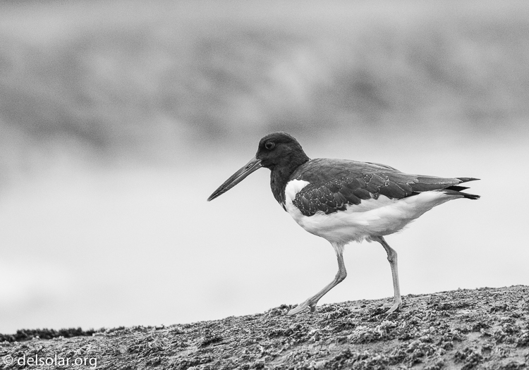 Canon EOS 5D Mark III  --  400 mm  --  EF100-400mm f/4.5-5.6L IS II USM  