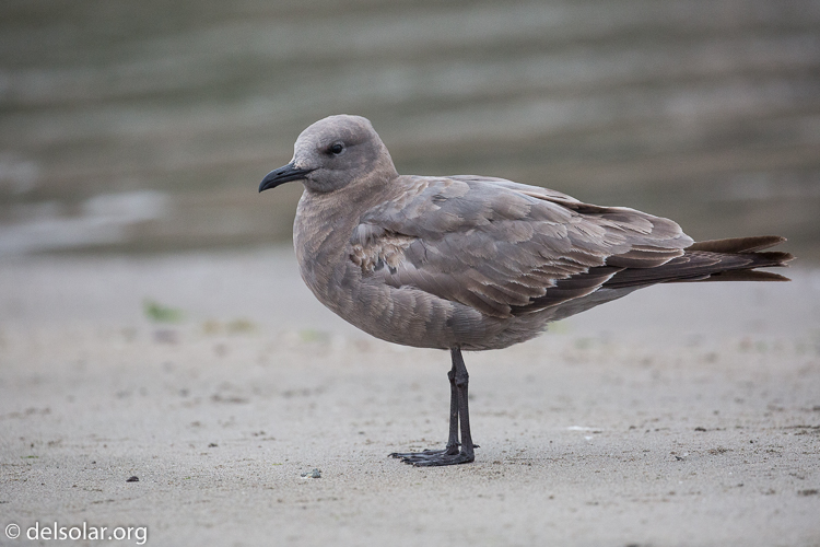 Canon EOS 5D Mark III  --  349 mm  --  EF100-400mm f/4.5-5.6L IS II USM  