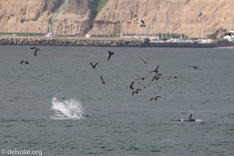 Canon EOS 5D Mark III  --  234 mm  --  EF100-400mm f/4.5-5.6L IS II USM  