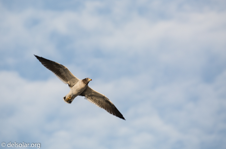 Canon EOS 5D Mark III  --  371 mm  --  EF100-400mm f/4.5-5.6L IS II USM  