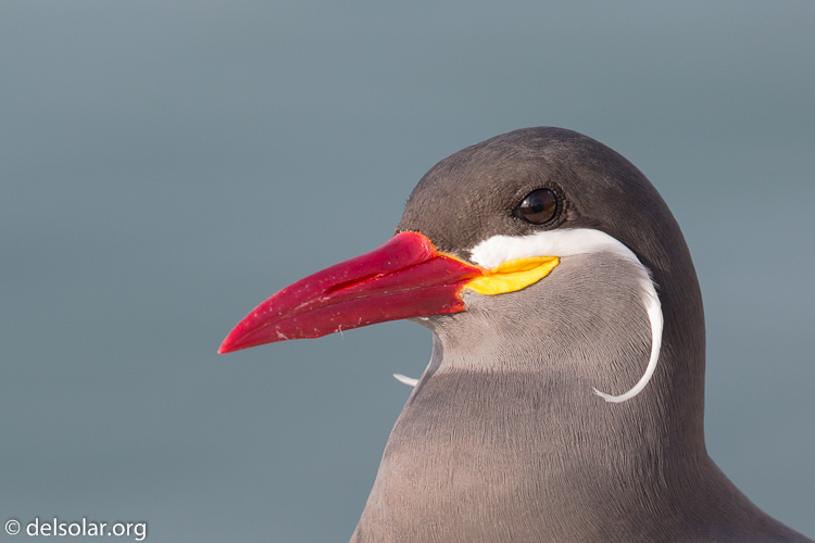 Canon EOS 5D Mark III  --  400 mm  --  EF100-400mm f/4.5-5.6L IS II USM  