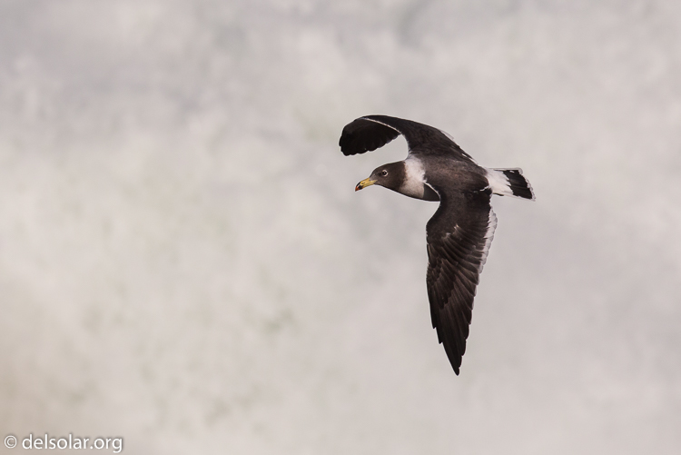 Canon EOS 5D Mark III  --  400 mm  --  EF100-400mm f/4.5-5.6L IS II USM  