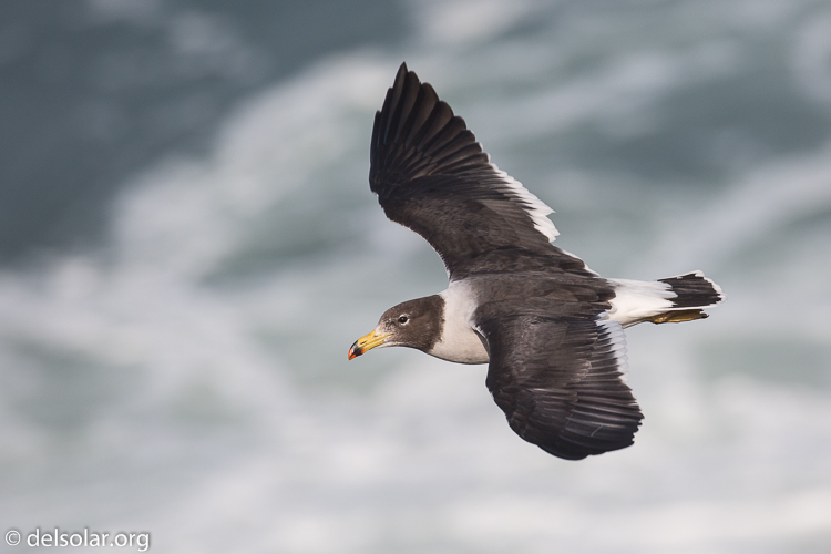 Canon EOS 5D Mark III  --  400 mm  --  EF100-400mm f/4.5-5.6L IS II USM  