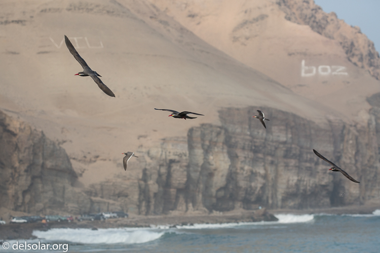 Canon EOS 5D Mark III  --  176 mm  --  EF100-400mm f/4.5-5.6L IS II USM  