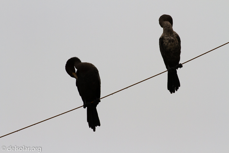 Canon EOS 7D  --  349 mm  --  EF100-400mm f/4.5-5.6L IS II USM  