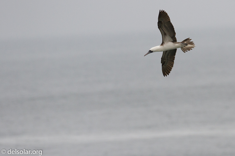 Canon EOS 7D  --  349 mm  --  EF100-400mm f/4.5-5.6L IS II USM  