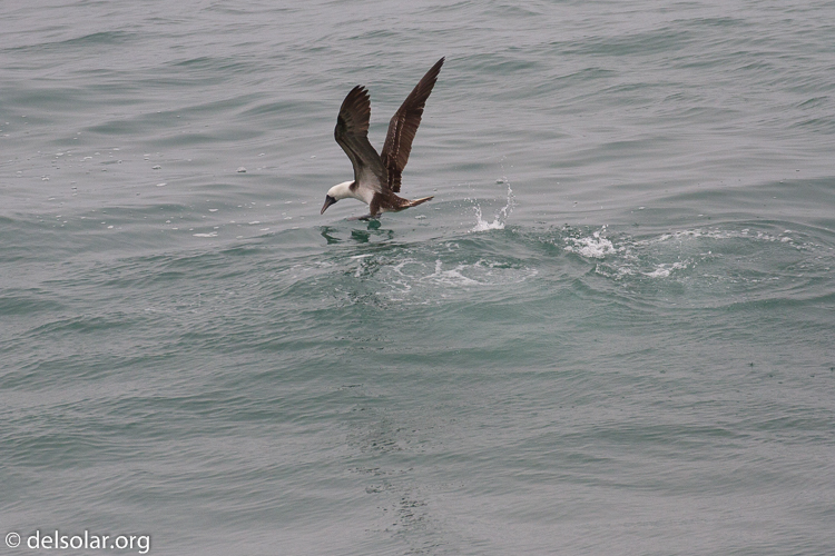 Canon EOS 7D  --  349 mm  --  EF100-400mm f/4.5-5.6L IS II USM  