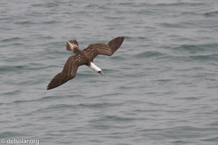 Canon EOS 7D  --  349 mm  --  EF100-400mm f/4.5-5.6L IS II USM  