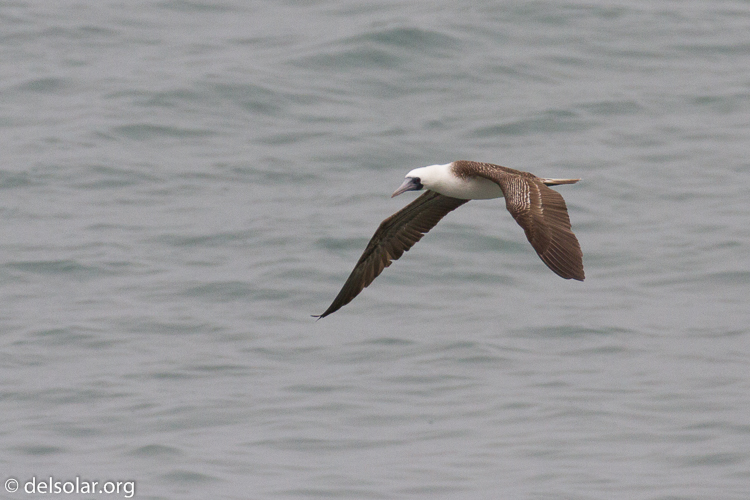 Canon EOS 7D  --  349 mm  --  EF100-400mm f/4.5-5.6L IS II USM  