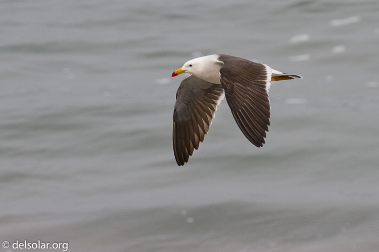 Canon EOS 7D  --  286 mm  --  EF100-400mm f/4.5-5.6L IS II USM  