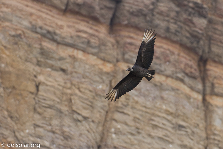 Canon EOS 7D  --  278 mm  --  EF100-400mm f/4.5-5.6L IS II USM  