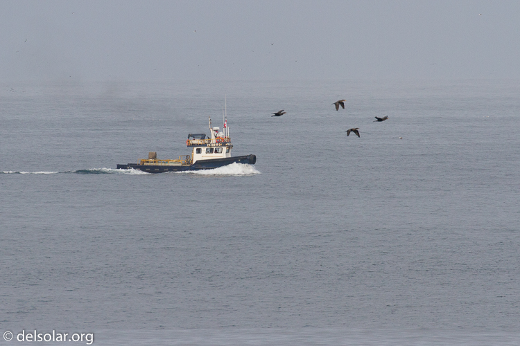 Canon EOS 7D  --  400 mm  --  EF100-400mm f/4.5-5.6L IS II USM  