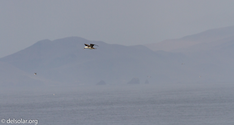 Canon EOS 7D  --  400 mm  --  EF100-400mm f/4.5-5.6L IS II USM  