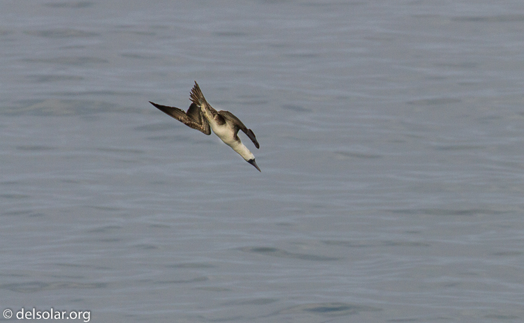 Canon EOS 7D  --  400 mm  --  EF100-400mm f/4.5-5.6L IS II USM  