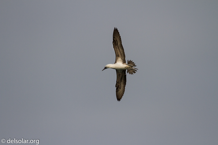 Canon EOS 7D  --  400 mm  --  EF100-400mm f/4.5-5.6L IS II USM  