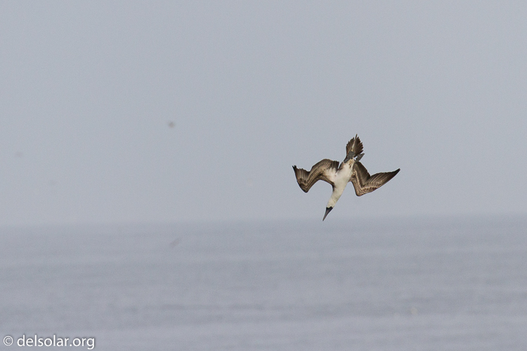 Canon EOS 7D  --  400 mm  --  EF100-400mm f/4.5-5.6L IS II USM  