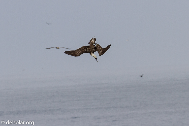 Canon EOS 7D  --  255 mm  --  EF100-400mm f/4.5-5.6L IS II USM  