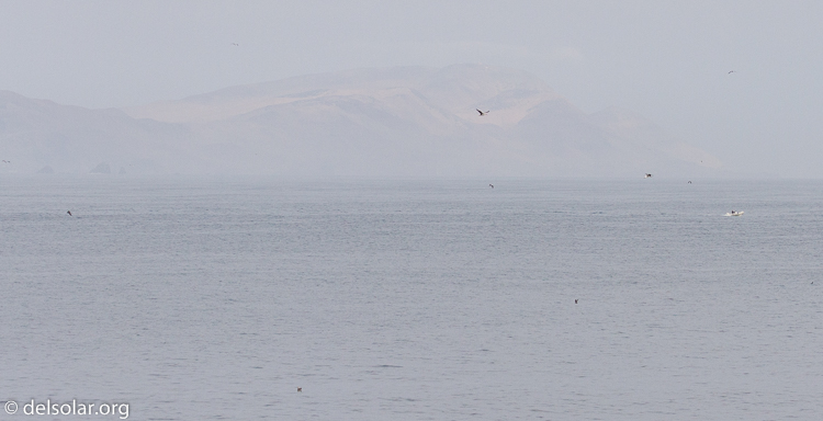 Canon EOS 7D  --  135 mm  --  EF100-400mm f/4.5-5.6L IS II USM  