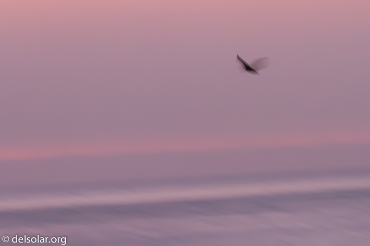 Canon EOS 7D  --  153 mm  --  EF100-400mm f/4.5-5.6L IS II USM  