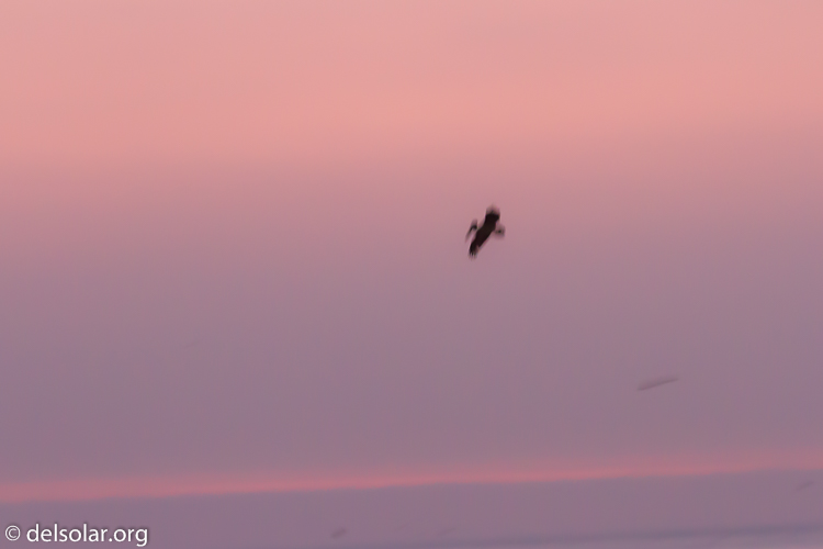 Canon EOS 7D  --  153 mm  --  EF100-400mm f/4.5-5.6L IS II USM  