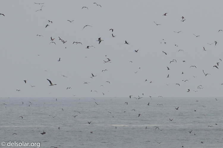 Canon EOS 7D  --  200 mm  --  EF100-400mm f/4.5-5.6L IS II USM  