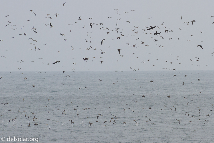 Canon EOS 7D  --  263 mm  --  EF100-400mm f/4.5-5.6L IS II USM  