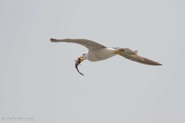 Canon EOS 7D  --  400 mm  --  EF100-400mm f/4.5-5.6L IS II USM  