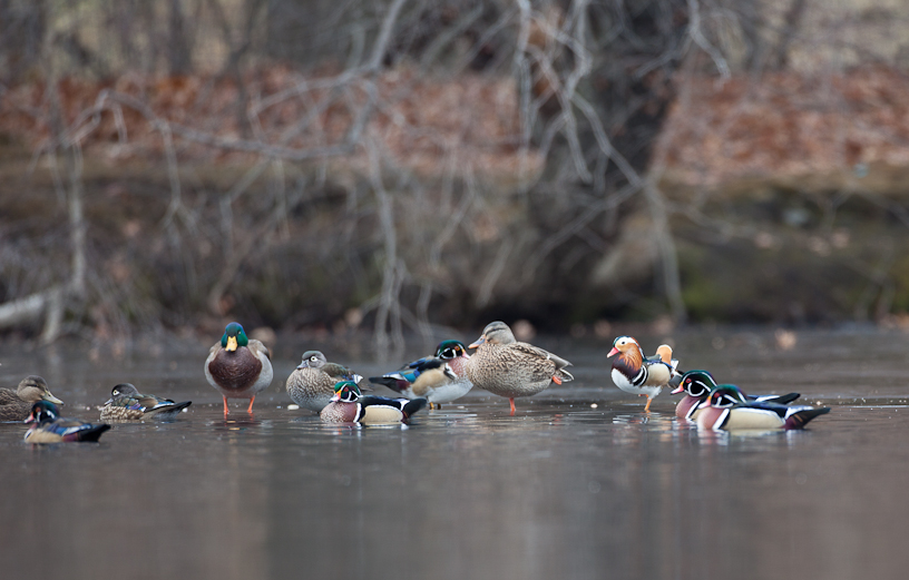 Canon EOS 5D Mark II - EF500mm f/4L IS USM