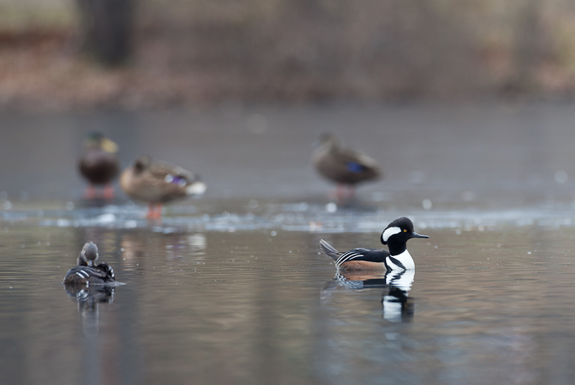 Canon EOS 5D Mark II - EF500mm f/4L IS USM