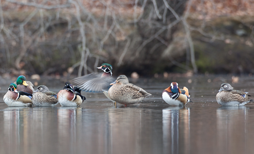 Canon EOS 5D Mark II - EF500mm f/4L IS USM