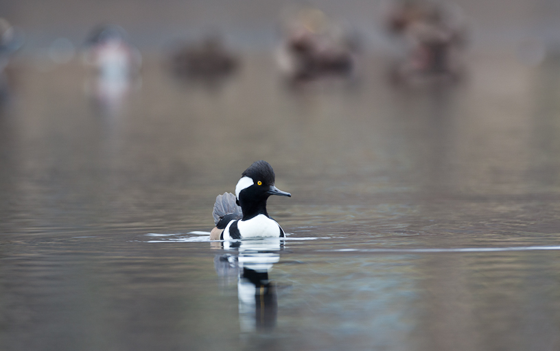 Canon EOS 5D Mark II - EF500mm f/4L IS USM