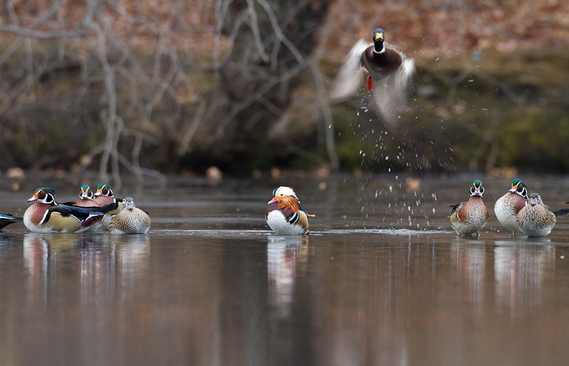 Canon EOS 7D - EF500mm f/4L IS USM