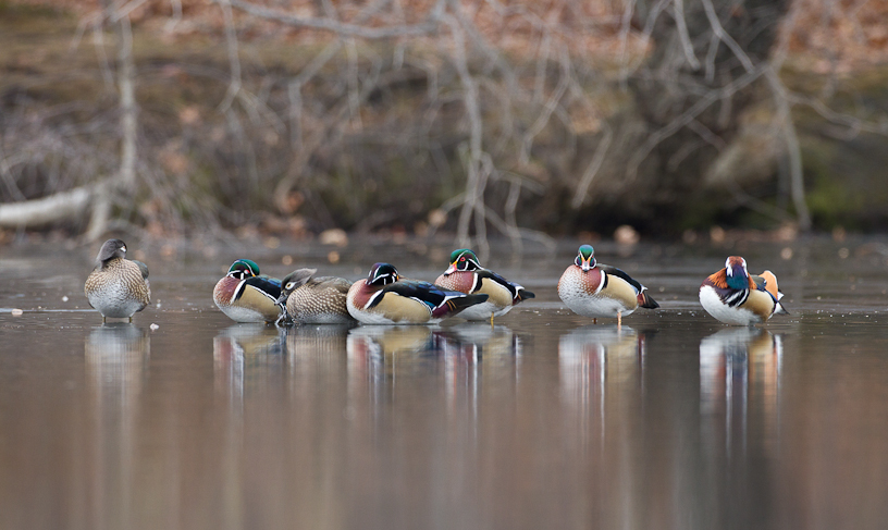 Canon EOS 7D - EF500mm f/4L IS USM