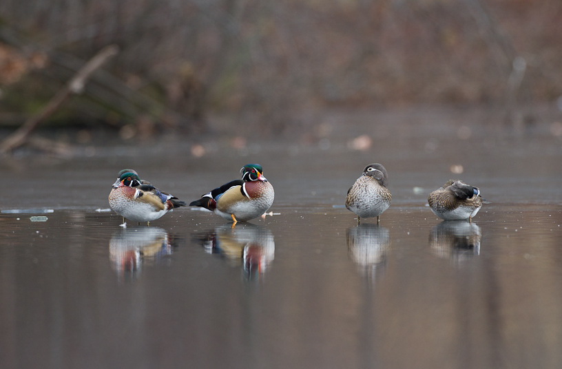 Canon EOS 7D - EF500mm f/4L IS USM