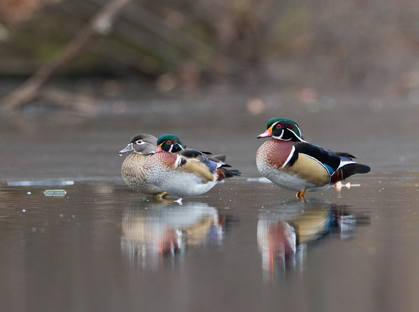 Canon EOS 7D - EF500mm f/4L IS USM