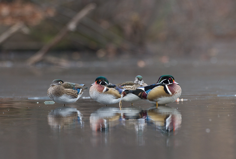 Canon EOS 7D - EF500mm f/4L IS USM