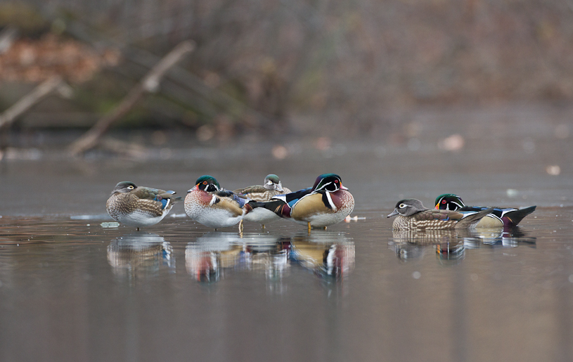 Canon EOS 7D - EF500mm f/4L IS USM