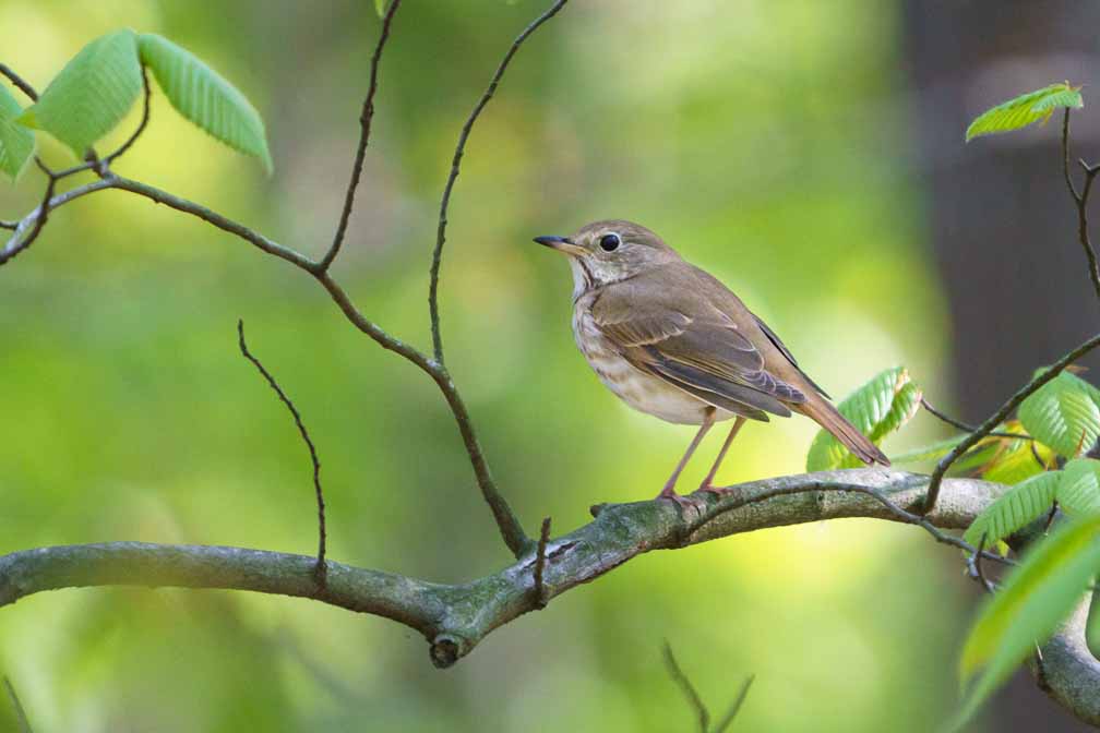 ILCE-6600  --  FE 200-600mm F5.6-6.3 G OSS -- 1/500 sec at f / 6.3 -- ISO 2500 -- 0 EV -- 