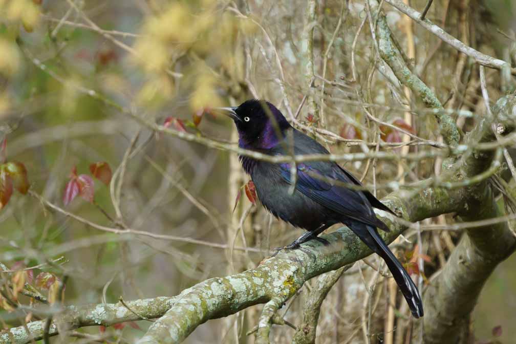 ILCE-6600  --  FE 200-600mm F5.6-6.3 G OSS -- 1/1000 sec at f / 6.3 -- ISO 1000 -- 0 EV -- 