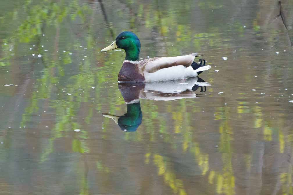 ILCE-6600  --  FE 200-600mm F5.6-6.3 G OSS -- 1/1000 sec at f / 6.3 -- ISO 4000 -- 0 EV -- 