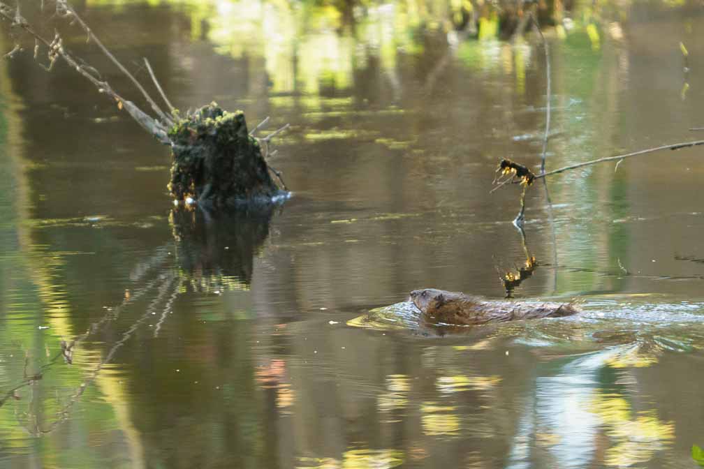 ILCE-6600  --  FE 200-600mm F5.6-6.3 G OSS -- 1/1000 sec at f / 6.3 -- ISO 2500 -- 3/10 EV -- 