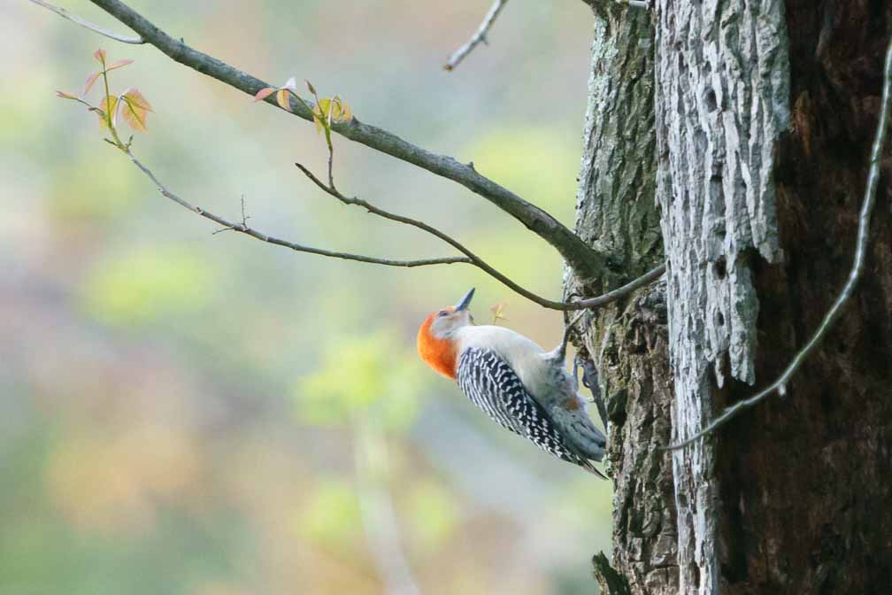 ILCE-6600  --  FE 200-600mm F5.6-6.3 G OSS -- 1/1000 sec at f / 6.3 -- ISO 5000 -- 3/10 EV -- 