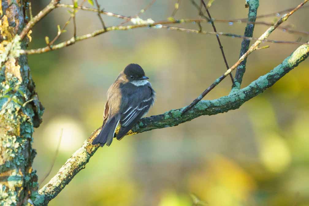 ILCE-6600  --  FE 200-600mm F5.6-6.3 G OSS -- 1/1000 sec at f / 6.3 -- ISO 1600 -- 0 EV -- 