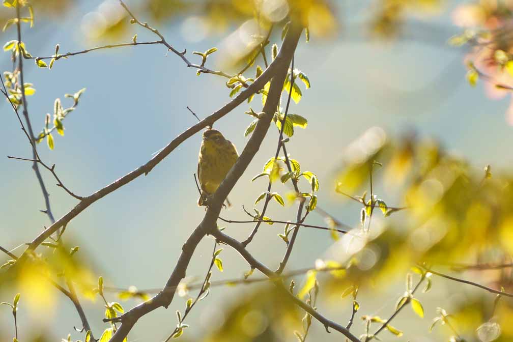 ILCE-6600  --  FE 200-600mm F5.6-6.3 G OSS -- 1/1000 sec at f / 6.3 -- ISO 250 -- 0 EV -- 